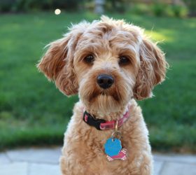 Atopinis dermatitas šunims: priežastys, simptomai ir gydymas